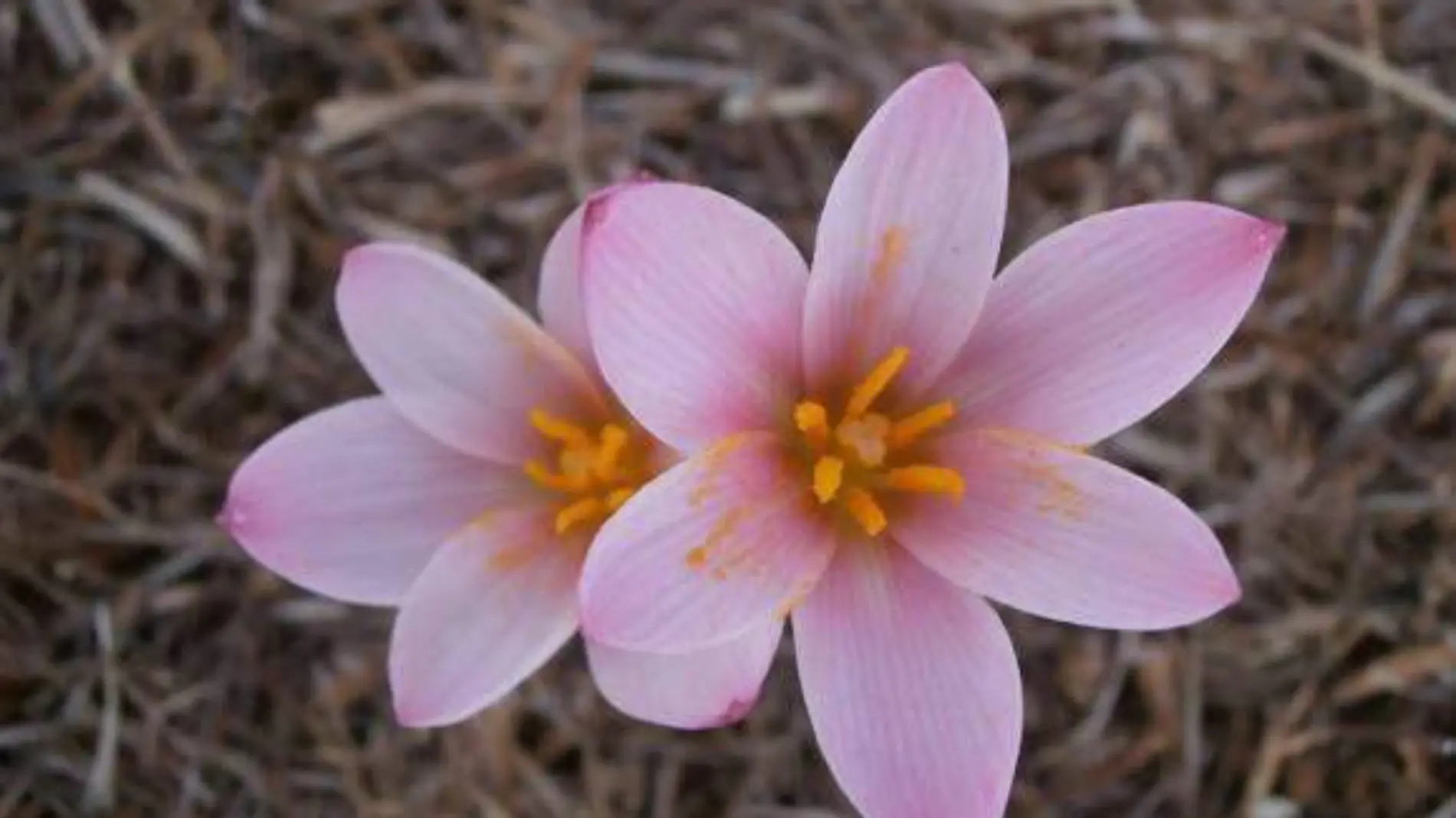 FLOR MAYITO (1)